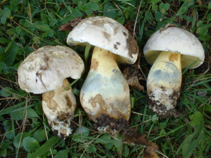 boletus radicans